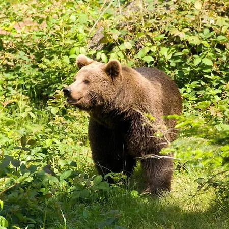 Huette 19 Holiday home *